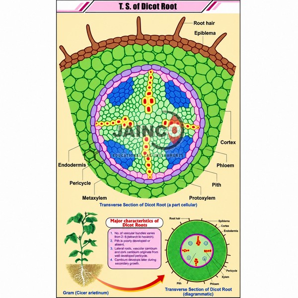T.S. of Dicot Root Chart